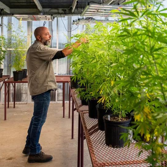 La Universidad de Texas creó una variedad de cáñamo resistente al calentamiento global