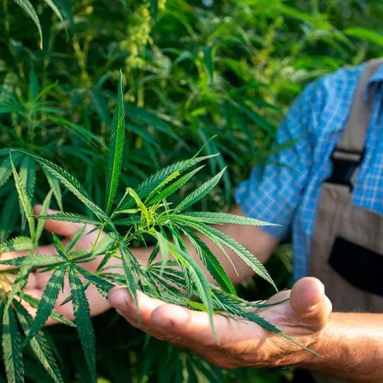 Argentina creó un sistema de licencias destinadas a la industria del cáñamo