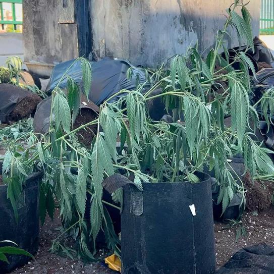 Aparecen decenas de plantas de cannabis descartadas en las aceras de las Tres Mil Viviendas