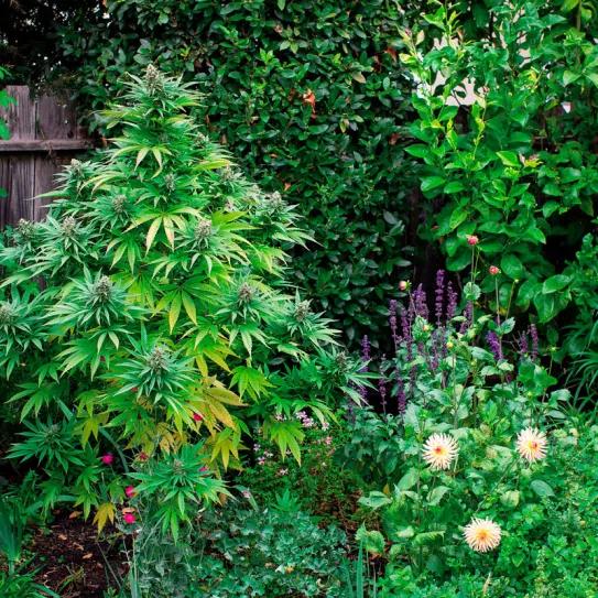 Una mujer francesa denunció que le robaban plantas de cannabis y ahora enfrenta una causa penal