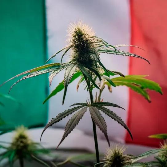 Un Tribunal italiano suspende la prohibición del CBD