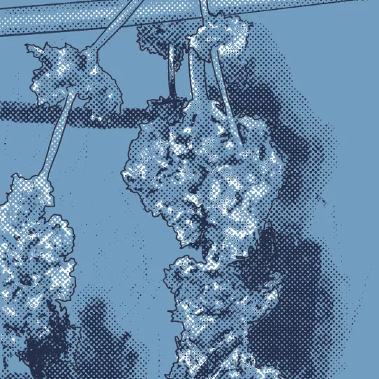 Maduración uniforme de los cogollos 