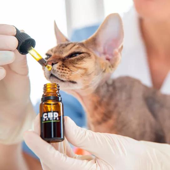 Brasil habilita el cannabis medicinal para uso veterinario