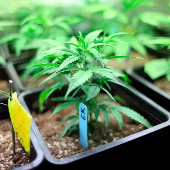 La Justicia de Costa Rica avala un proyecto de ley para permitir el autocultivo de cannabis