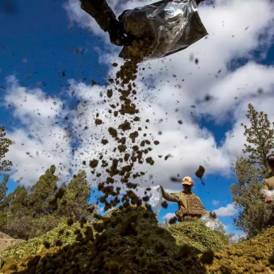 California destruyó más de 750 mil plantas de cannabis