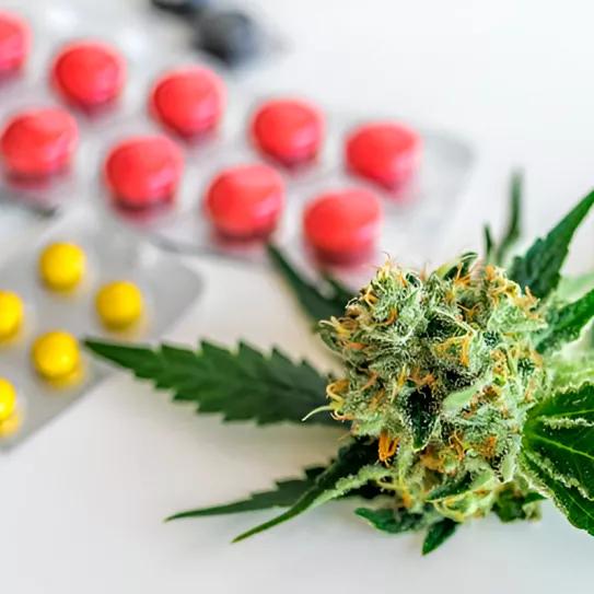 Científicos argentinos buscan reemplazar las benzodiacepinas con cannabis