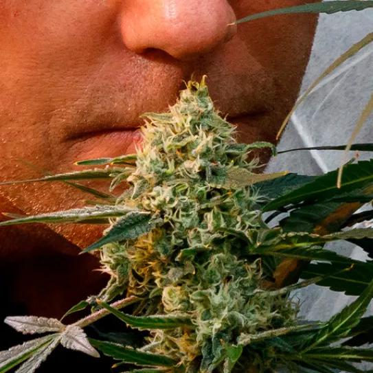 Historia de Paradise Seeds: 30 Años de Genética Superior de Cannabis