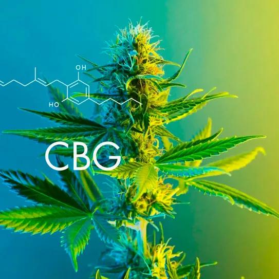 El CBG es un “agente terapéutico prometedor” para tratar el cáncer