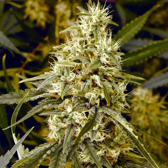 Guía para convertirse en catador de marihuana 