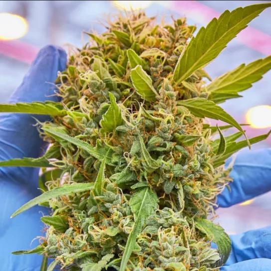 La industria del cannabis de Brasil ha generado más de 134 millones de euros en 2024