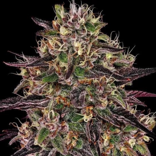 Ayahuasca Purple Barney’s Farm