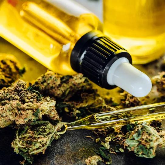 Una nueva provincia argentina busca despegarse de la política anti cannabis de Javier Milei