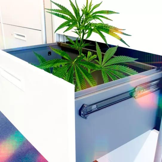 ¿Cuáles son los empleos en los que más se consume cannabis?