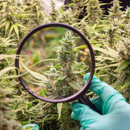 Los terpenos podrían utilizarse para tratar la fibromialgia y el dolor posoperatorio