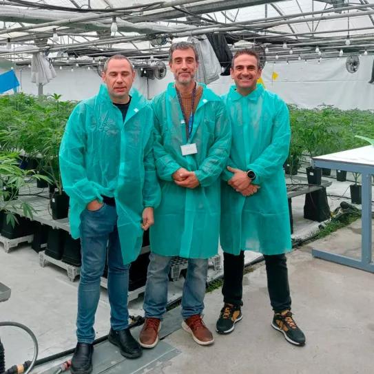 Dos empresas en España se unen para producir cannabis con fines medicinales