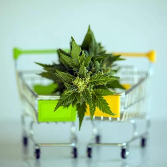 Casi el 60% de los alemanes quiere que comiencen las ventas de cannabis