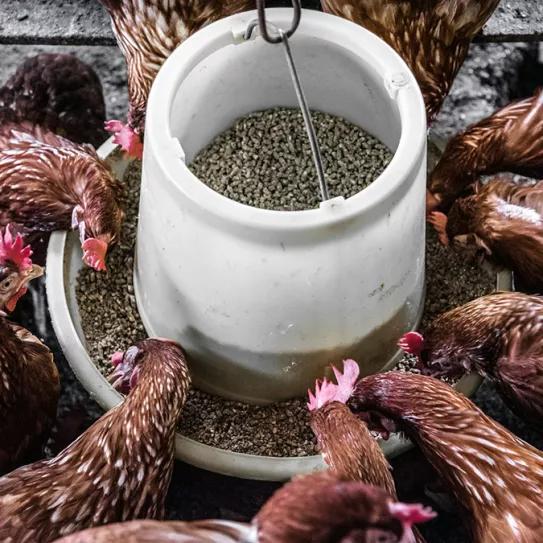 Paraguay habilitó los alimentos de cannabis para animales