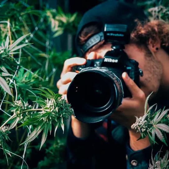 ¿Quiénes son los mejores fotógrafos cannábicos del mundo?
