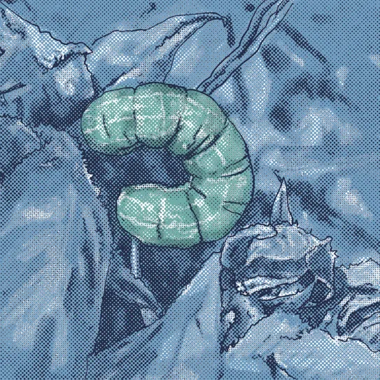 Orugas en los cogollos 