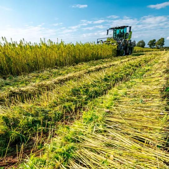 Brasil podría ser la próxima potencia mundial del cáñamo