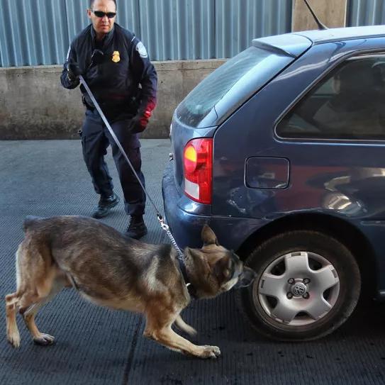 La policía de Florida no podrá buscar drogas en los automóviles a partir de las alertas caninas