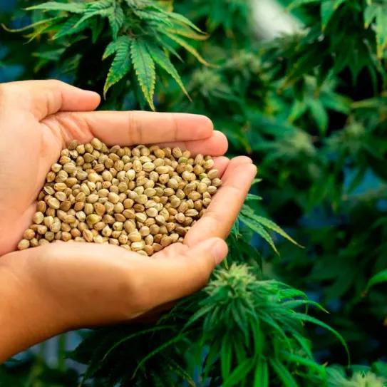 Una organización brasileña busca producir cannabis en la Amazonia