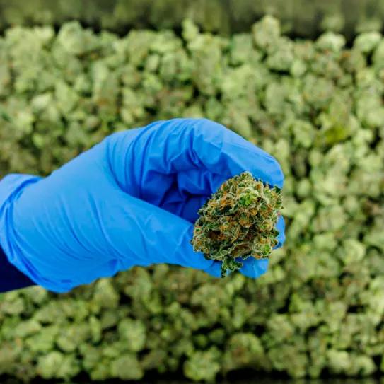 Panamá actualizará el sistema de licencias para producir cannabis medicinal