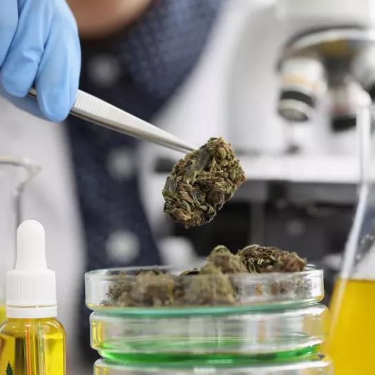 Una universidad brasileña analizará gratis el cannabis medicinal que se produce en San Pablo