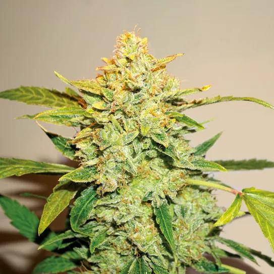 Auto Lemon Kix de Dutch Passion