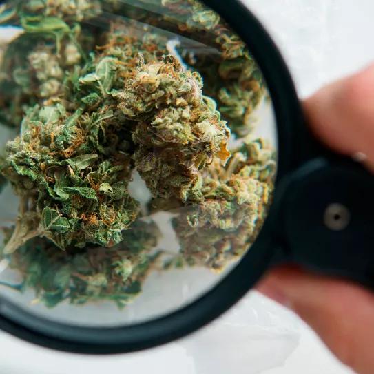 Colombia impone restricciones para la importación de cannabis