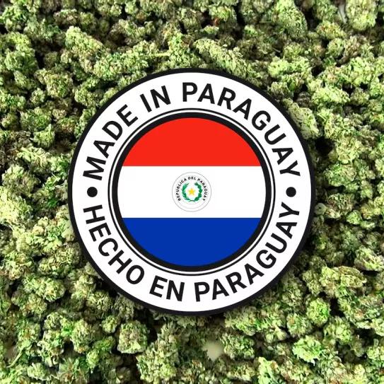 Paraguay exportará 4 toneladas de flores de cannabis a Suiza