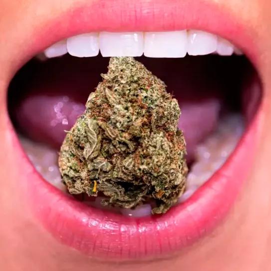 El CBD ayuda a proteger la salud bucal