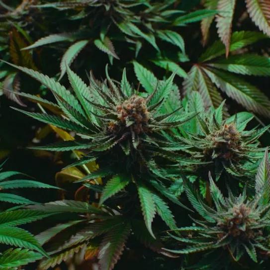 Una empresa canadiense producirá el cannabis que se distribuirá en los coffee shop holandeses