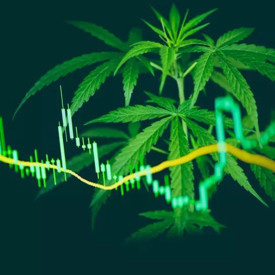 Israel reporta caídas en la industria del cannabis medicinal