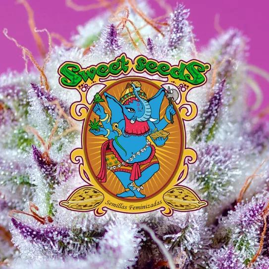 Sweet Seeds® Presenta sus Novedades 2025 en su 20.º Aniversario