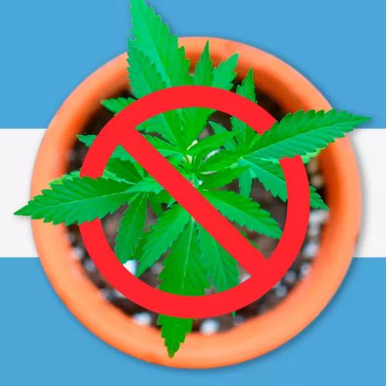 El gobierno de Javier Milei anunció que eliminará el acceso al cannabis medicinal de Argentina