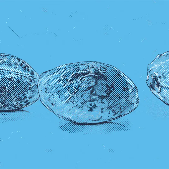 ¿Cuánto dura la floración?