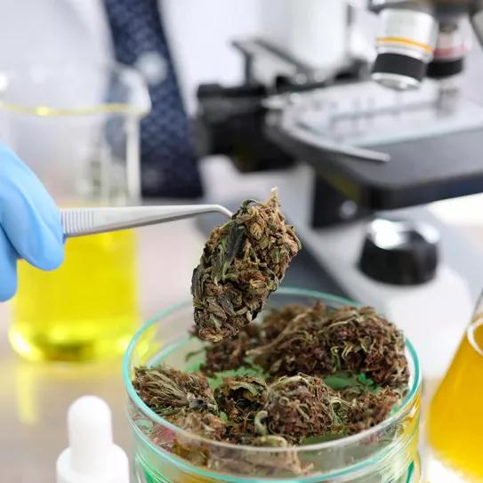 Malta estudiará la presencia de sustancias tóxicas en el cannabis
