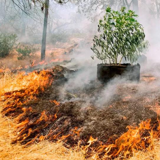 La crisis climática pone en jaque a la industria del cannabis
