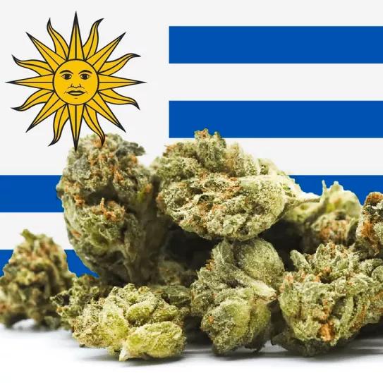 Uruguay habilita nuevas empresas para producir el cannabis que se compra en farmacias