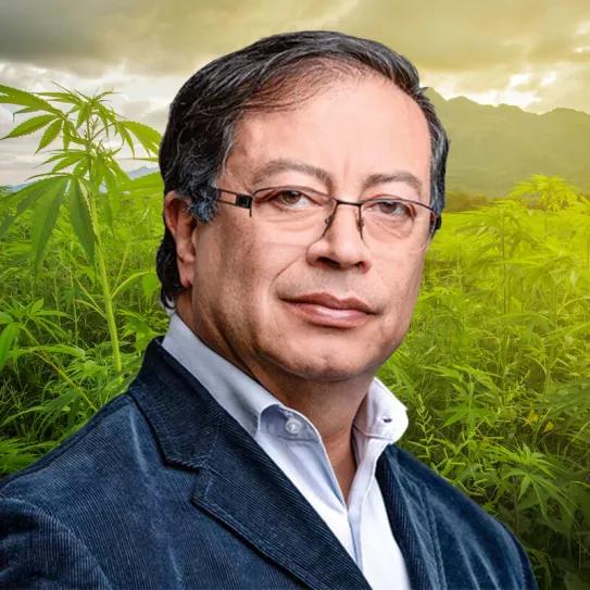 Gustavo Petro pide al Congreso legalizar el cultivo de marihuana para frenar la violencia