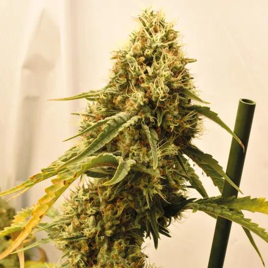 Las ventajas de tener una planta madre: cómo prescindir de las semillas y siempre cosechar lo mejor 