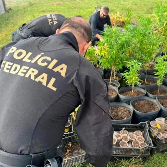 La Policía Federal de Brasil destruyó más de mil plantas de una asociación de cannabis medicinal