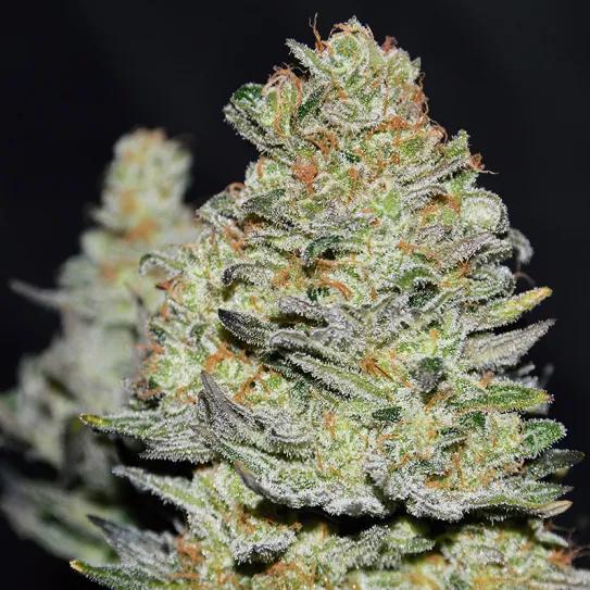 Delicious Cookies Auto: la evolución sativa autofloreciente definitiva