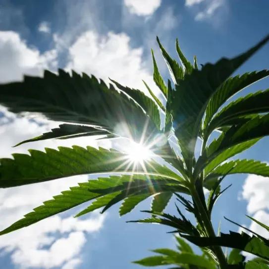 La industria legal de cannabis en EEUU contamina lo mismo que 10 millones de automóviles