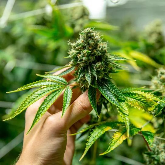 El activismo cannábico argentino recurre a la Justicia para frenar el ataque de Milei hacia la industria