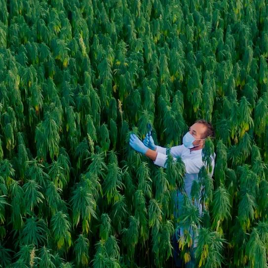 Ucrania incrementaría sus cultivos de cáñamo un 33% durante 2025