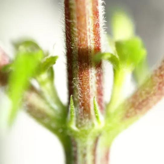 Los tallos del cannabis tienen capacidades antiinflamatorias