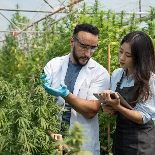 El estado de Nueva York y sindicatos capacitarán a los trabajadores de la industria del cannabis
