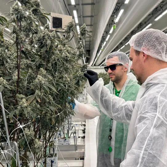 Los coffee shops holandeses comenzaron a vender cannabis cultivado legalmente